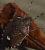 Holcostethus sphacelatus
